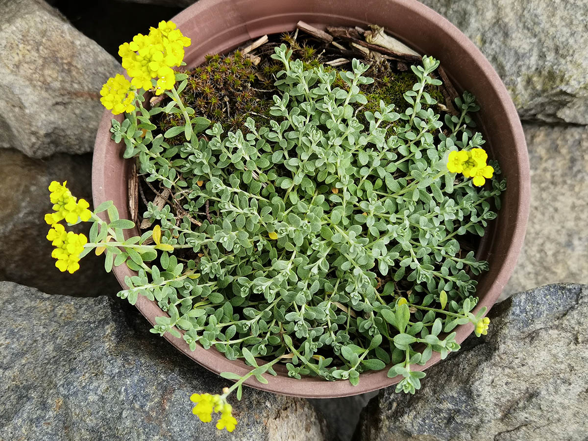 Alyssum serpyllifolium 2